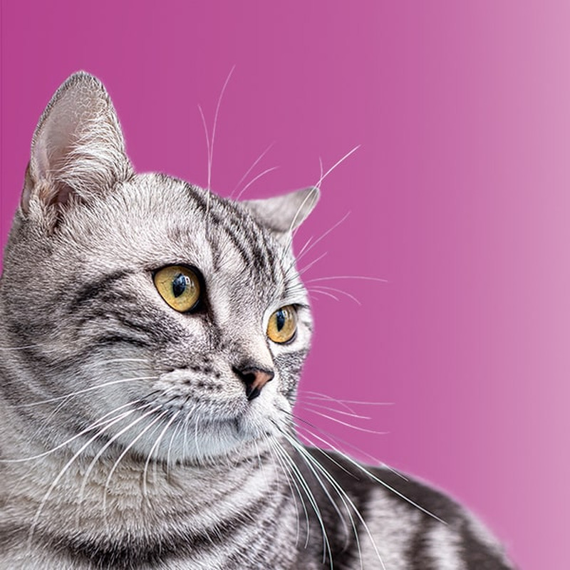 Whiskas з лососем